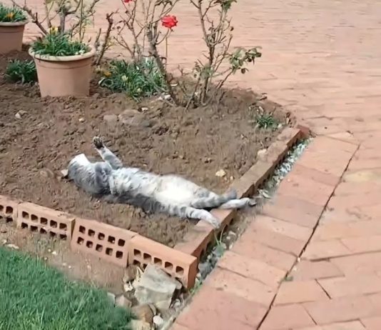 Mačka uživa na soncu, prizor za mačjeljubce