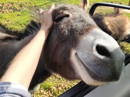 Nič na svetu ni bolj smešnega od živali, ki jih ga dogaja v glavi maxresdefault 13 - Zabava za vsak dan