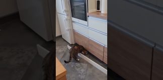 Mačka in demoliranje kuhinje